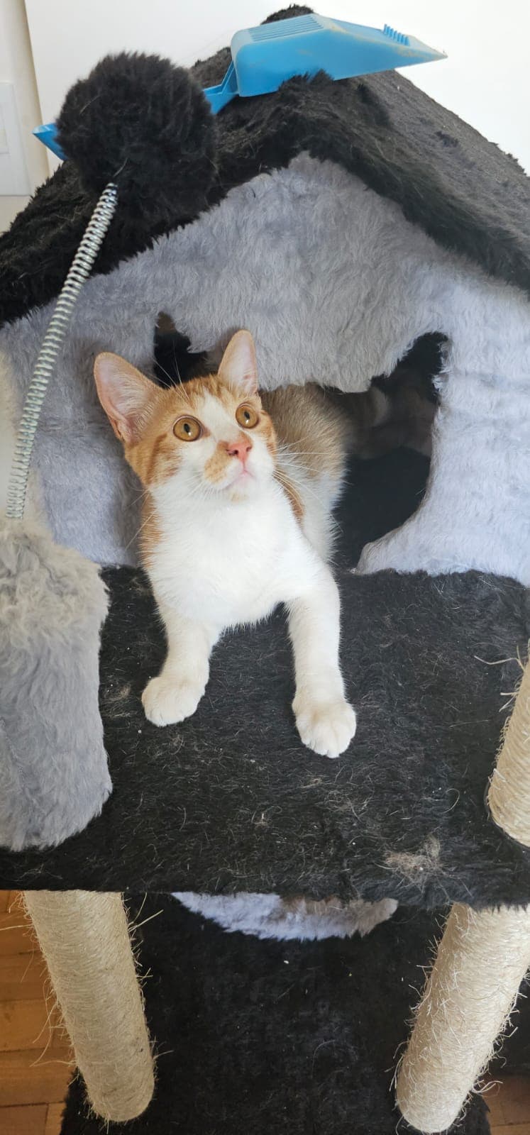 Foto de Jorginho (Caramelo)