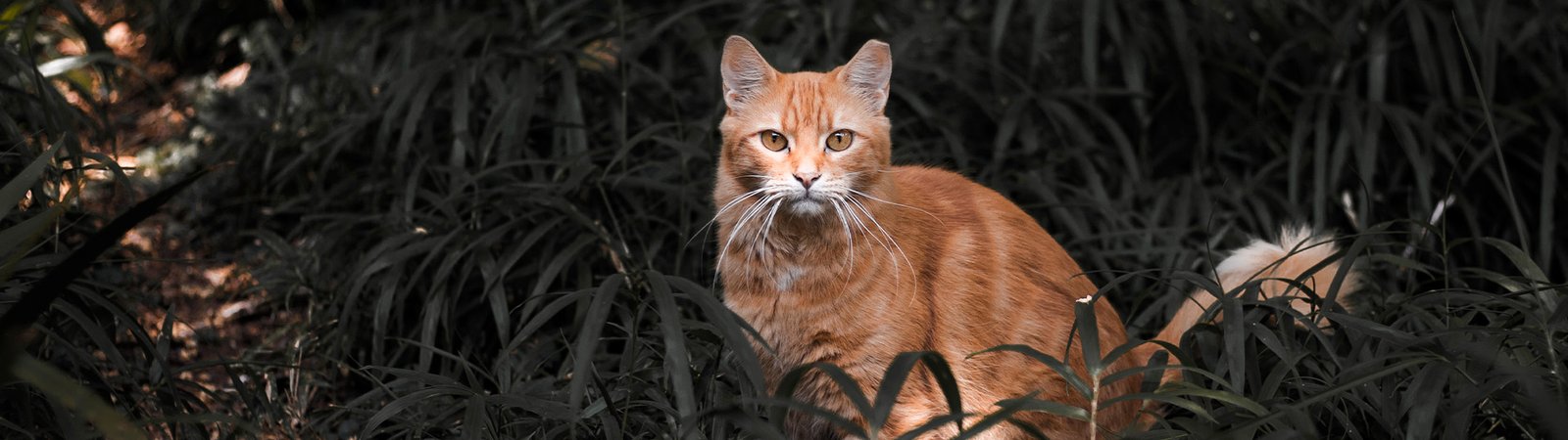 Gatinhos do parque