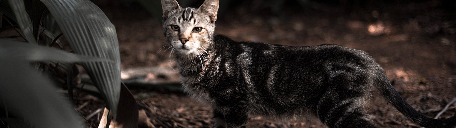Gatinho do parque