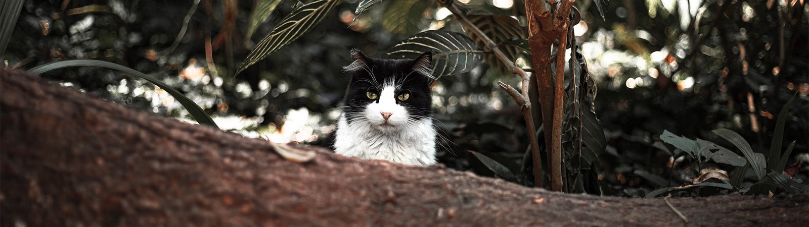 Gatinho